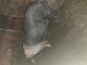 De vânzare ocolișu mic 