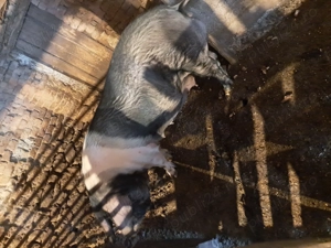 De vânzare detalii la telefon ocolișu mic   - imagine 2