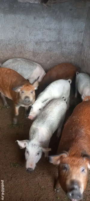 vand purcei - imagine 3