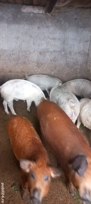 vand purcei - imagine 2