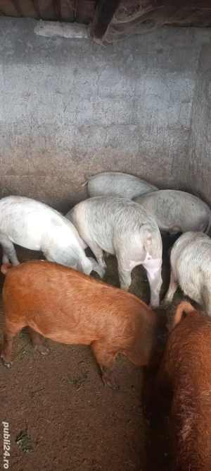 vand purcei - imagine 4