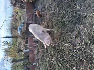 Vând porci  - imagine 3