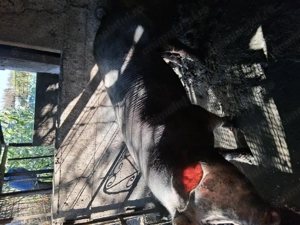 Vând porci  - imagine 2