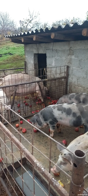 porci cu greutatea de la 70 la 200kg - imagine 3