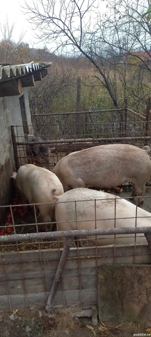 porci cu greutatea de la 70 la 200kg - imagine 2