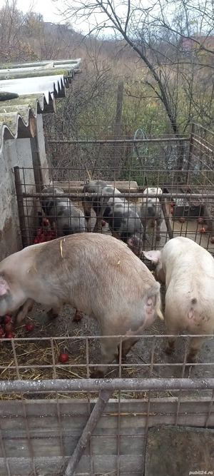 porci cu greutatea de la 70 la 200kg - imagine 4