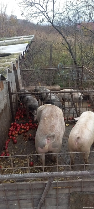 porci cu greutatea de la 70 la 200kg - imagine 5
