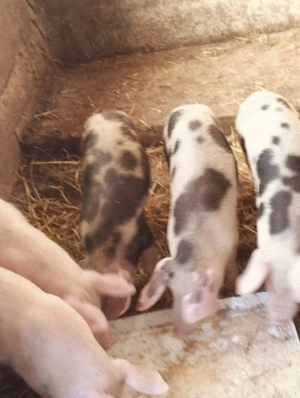 Soldanasi de 3 luni.