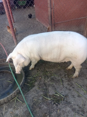 Purcea de vânzare.  - imagine 2