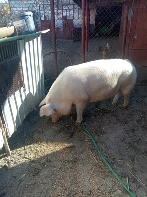 Purcea de vânzare.  - imagine 3