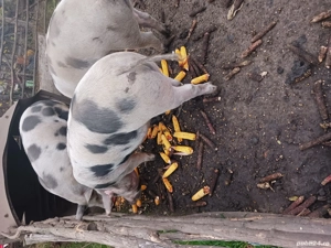 De vanzare - imagine 2