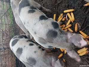 De vanzare - imagine 5