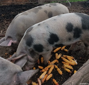 De vanzare - imagine 4