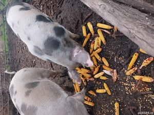 De vanzare - imagine 3