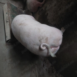 Vând porci crescuti in gospodarie - imagine 2