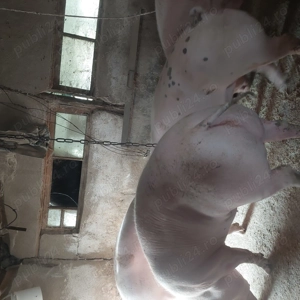 Vând porci crescuti in gospodarie - imagine 3