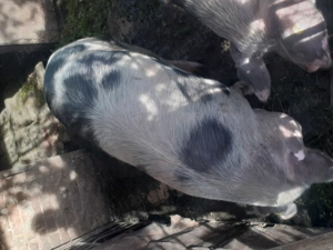 Porci rasa de carne crescuti in gospodarie