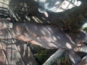 Porci rasa de carne crescuti in gospodarie - imagine 2