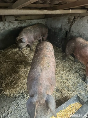 Vand porci  - imagine 4