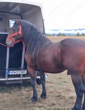 Vand armasar de 3 ani cuminte