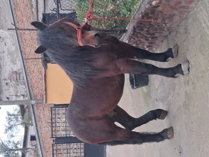 Vand armasar de 3 ani cuminte - imagine 2