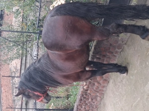 Vand armasar de 3 ani cuminte - imagine 5