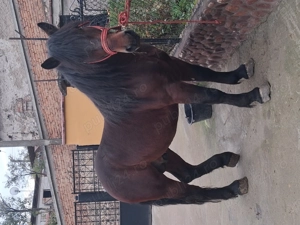 Vand armasar de 3 ani cuminte - imagine 4