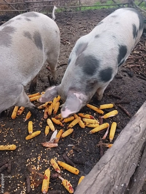 De vanzare 18 lei kg - imagine 3