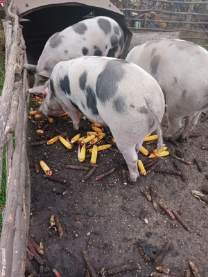 De vanzare 18 lei kg - imagine 2