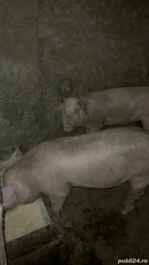 vand porci  - imagine 2