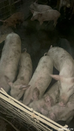 vand porci  - imagine 3