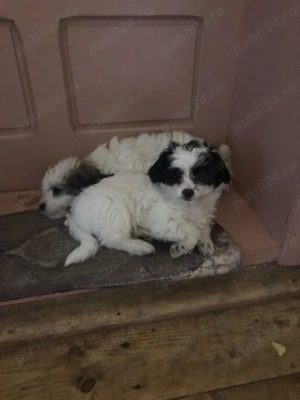 Pui Bichon havanez de vânzare  - imagine 2