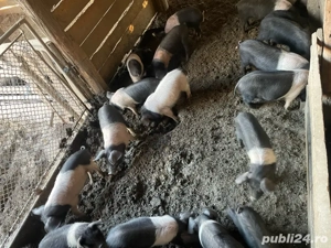 Purcei Bazna  - imagine 4