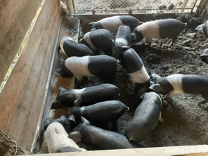 Purcei Bazna  - imagine 3