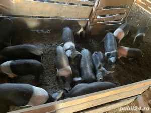 Purcei Bazna  - imagine 2