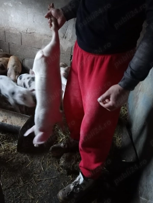 Purcei 10 saptamani - imagine 2