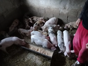 Purcei 10 saptamani - imagine 4