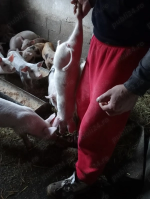 Purcei 10 saptamani - imagine 3