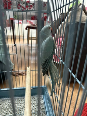 Vand papagal vorbitor