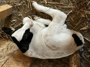 Vițel din monta artificială 