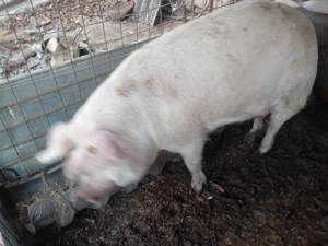 Vand Porci de carne  - imagine 2