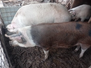 Vand Porci de carne  - imagine 4