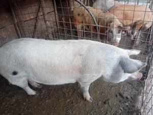 Vand Porci de carne  - imagine 3