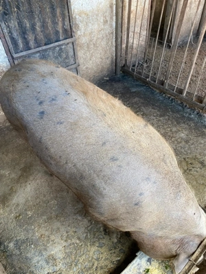 Vând porc 250 270 kg  - imagine 2