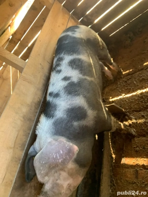 scroafe de vinzare - imagine 2