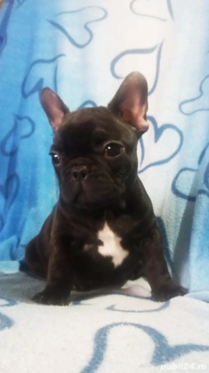 bulldog mascul - imagine 3