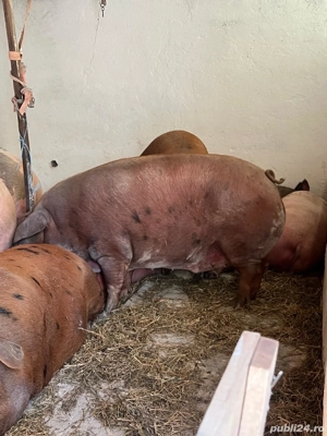 porci rasa de carne - imagine 3