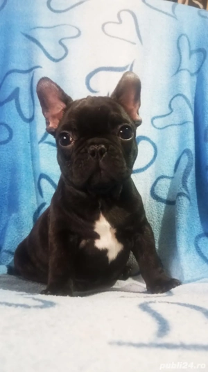 bulldog mascul - imagine 2