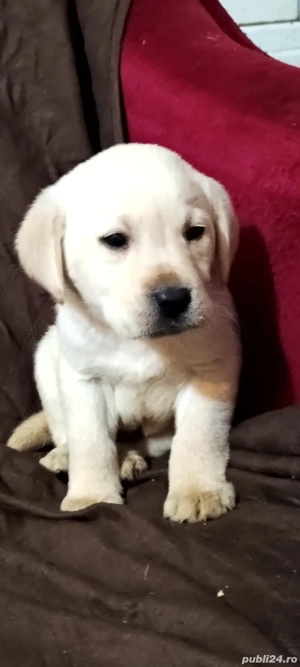 Pui Labrador retriever 