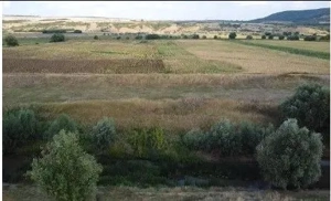 Teren Extravilan Banca, ID: R2805492